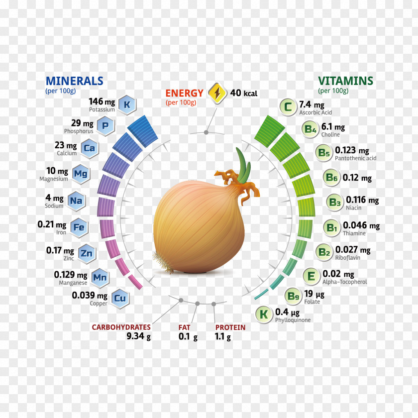 Vector Onion Analysis Chart Nutrient Shallot Vitamin Mineral PNG