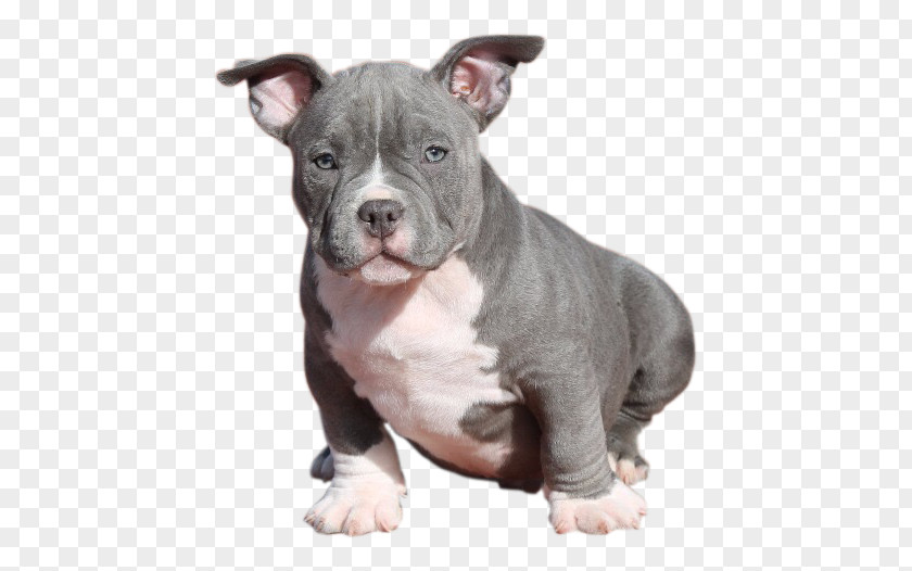 American Bully Pit Bull Terrier Staffordshire Dog Breed PNG