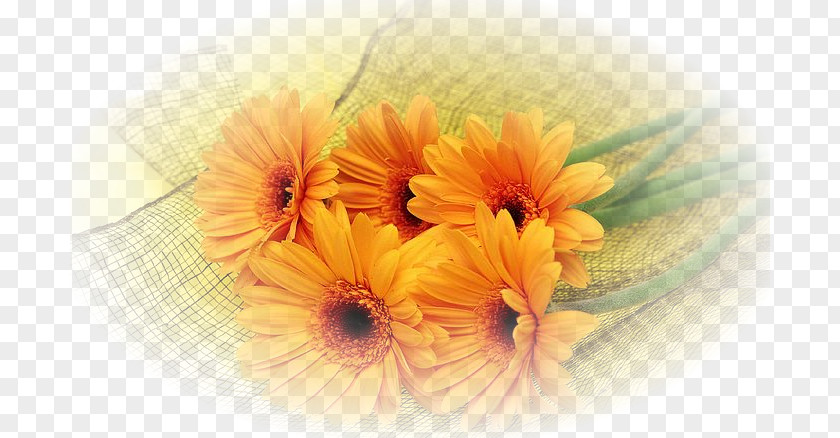 Elegant Chrysanthemum Hotel Image Resolution High-definition Television Wallpaper PNG
