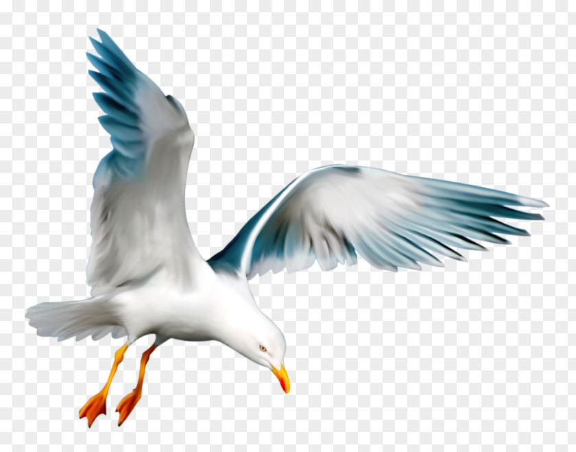 Flying Swallow European Herring Gull Seabird PNG