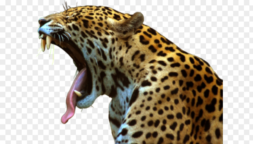 Jaguar Leopard Felidae Lion Cheetah PNG
