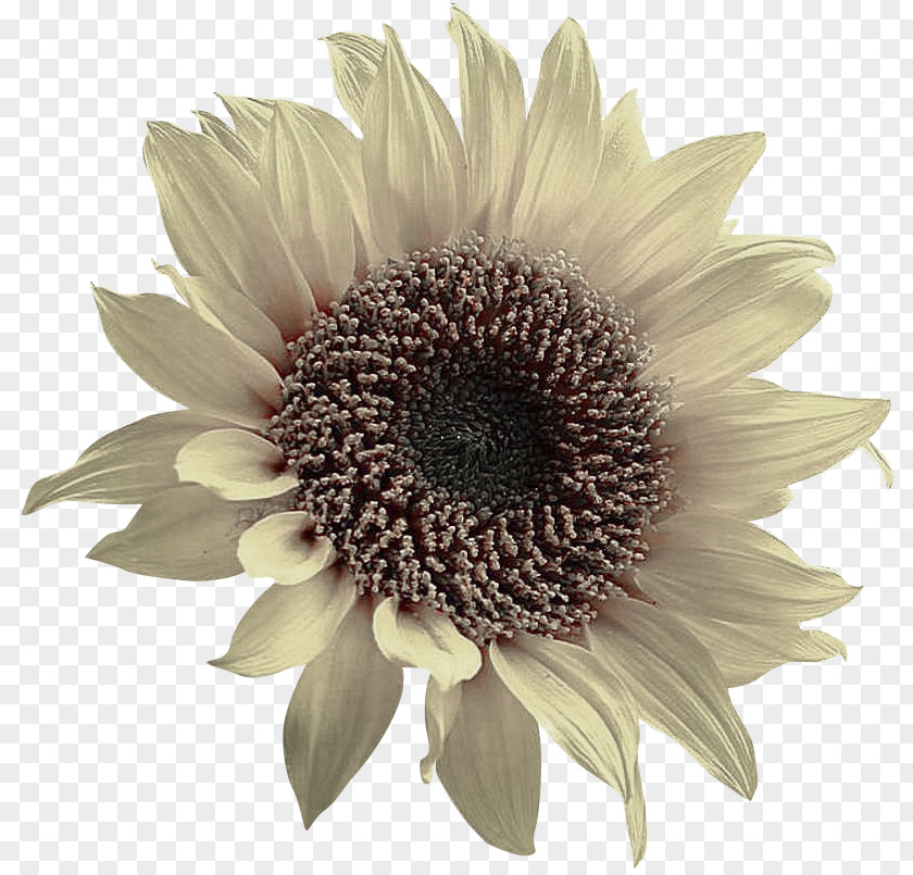 Sunflower Creative Common Toilet Seat Rapeseed PNG