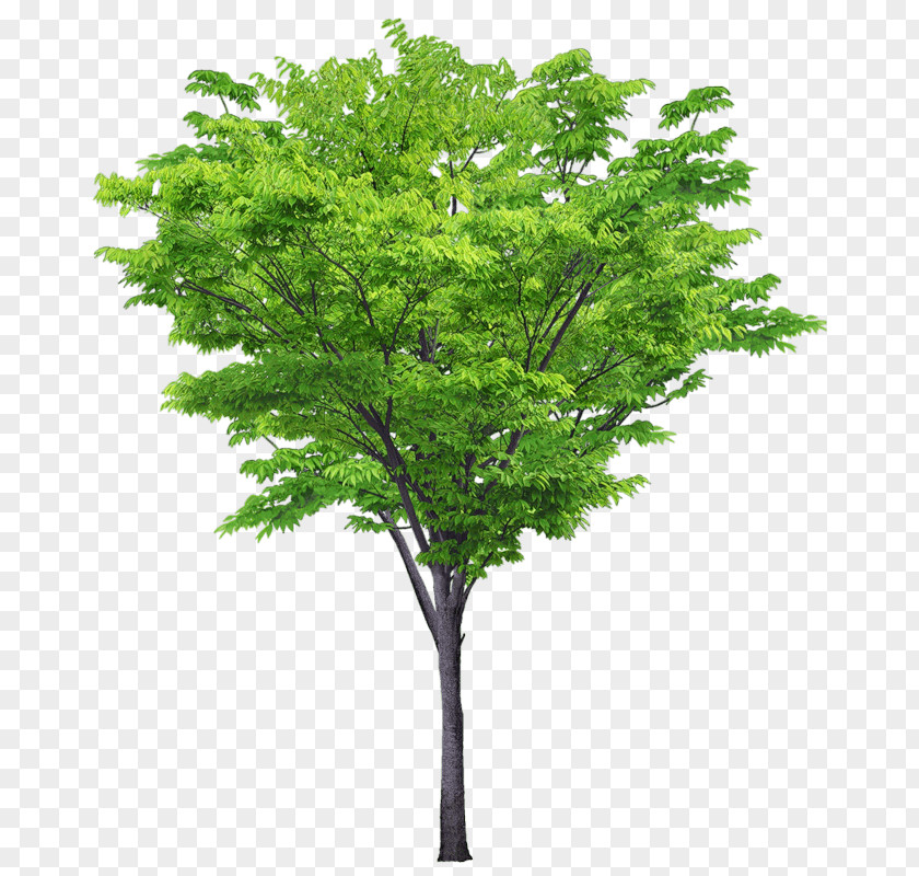 Tree Plant Shrub PNG