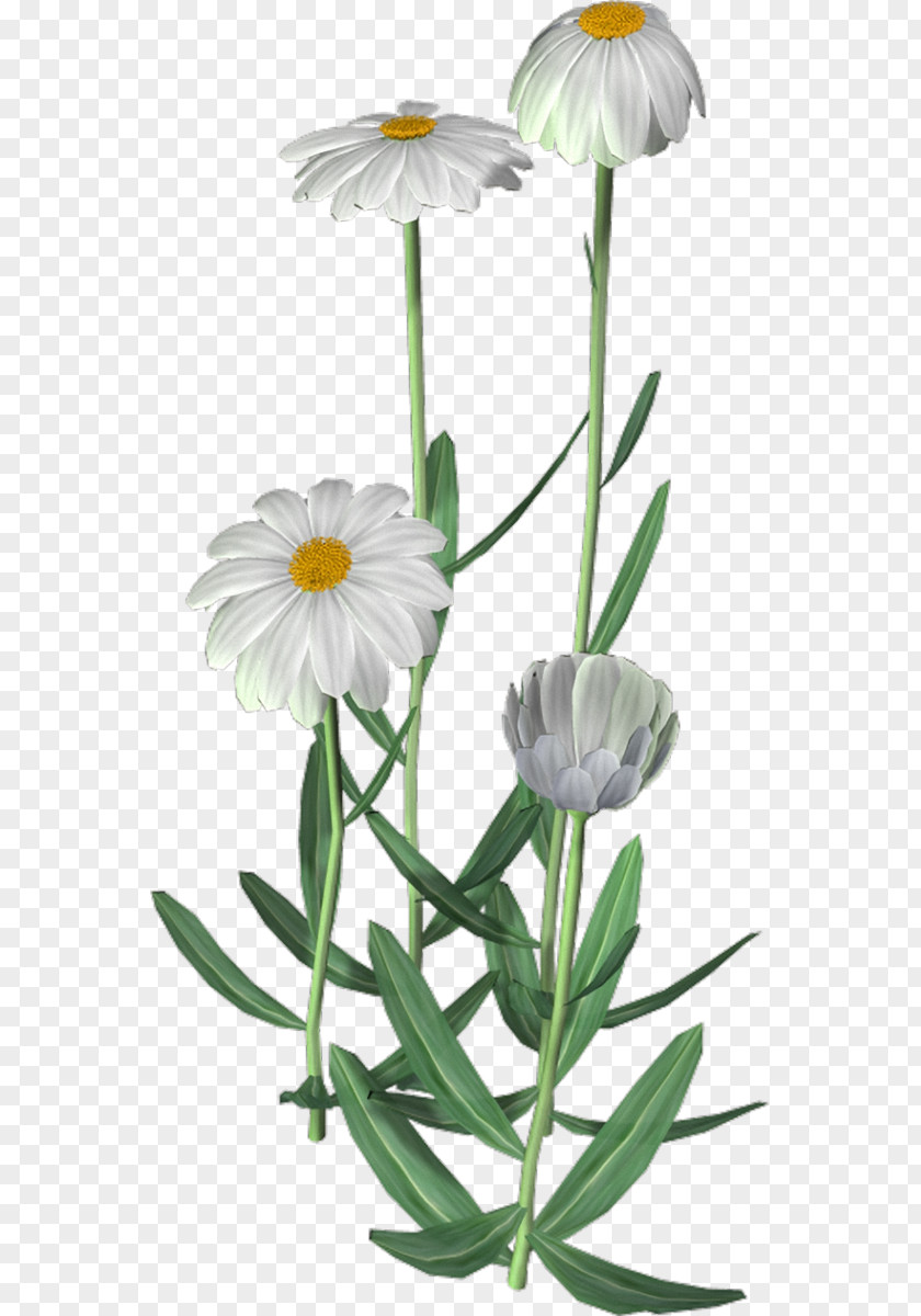 Camomile Cut Flowers Plant Stem Flowerpot Petal PNG