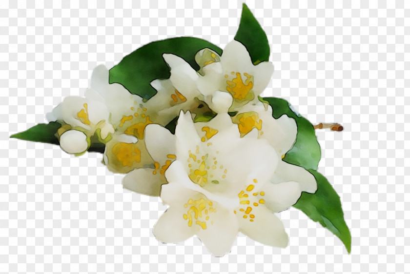 Tea Jasmine Essential Oil Orange Blossom PNG