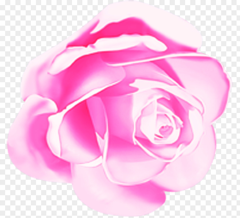 Magenta Hybrid Tea Rose Garden Roses PNG