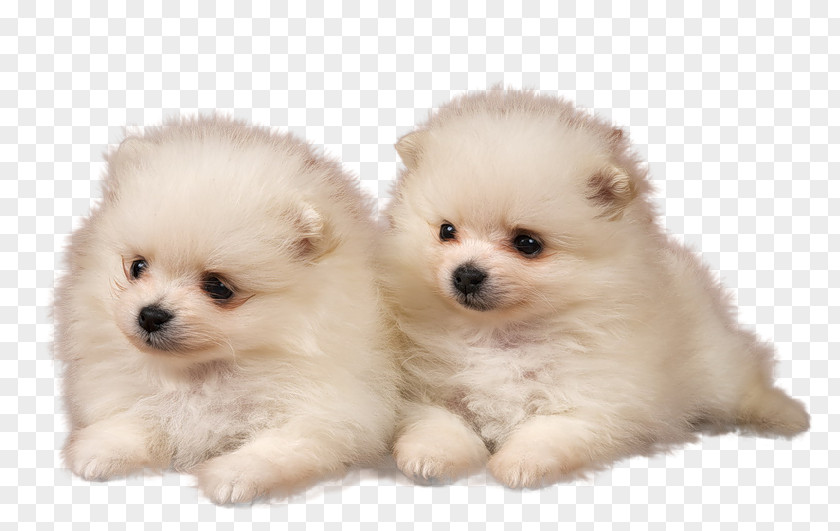 Puppy Pomeranian Golden Retriever Desktop Wallpaper High-definition Television PNG