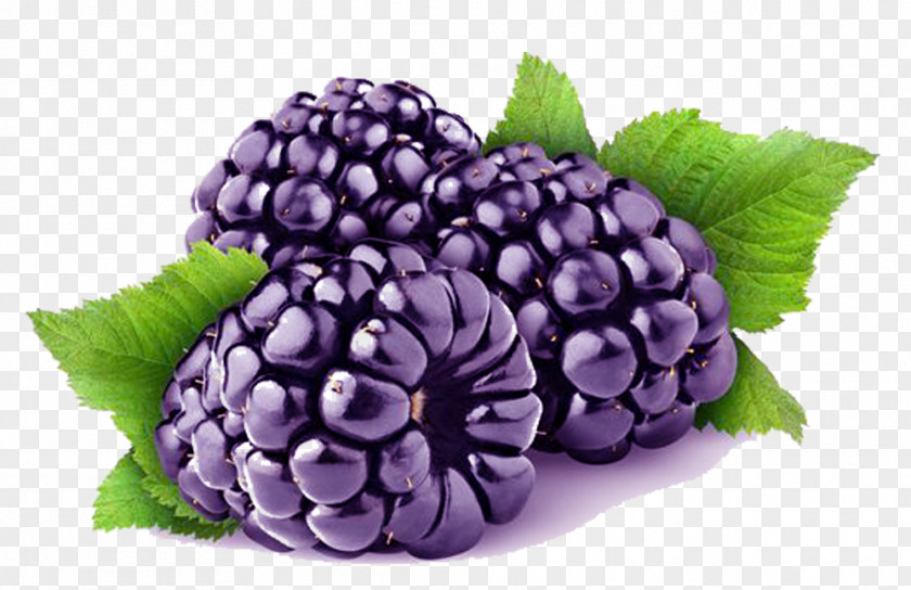 Purple Mulberry Picture Material Loch Ness Blackberry Cultivar Raspberry PNG