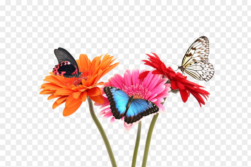 Flower Monarch Butterfly Stock Photography Fototapet PNG