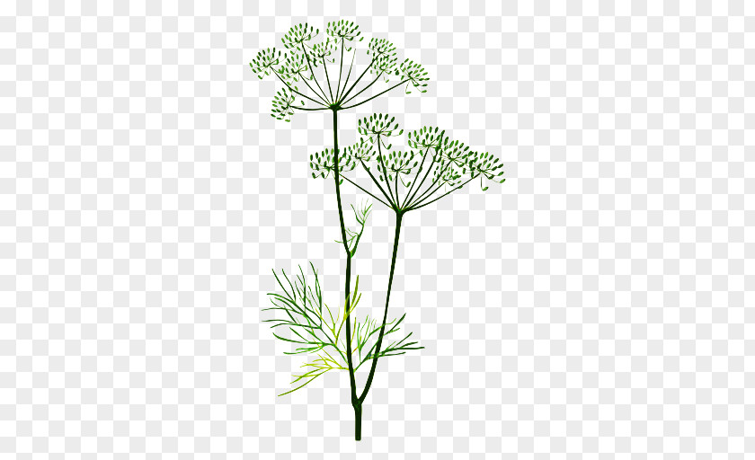 Plant Flower Heracleum (plant) Cow Parsley Family PNG