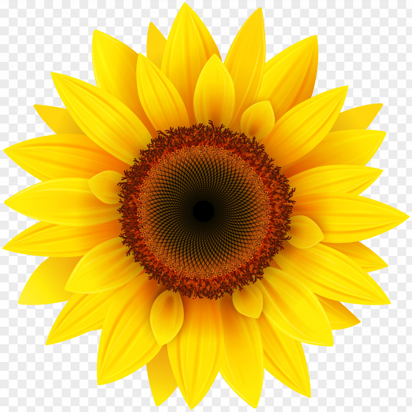 Sunflower Clipart Picture Common Pixel XCF PNG