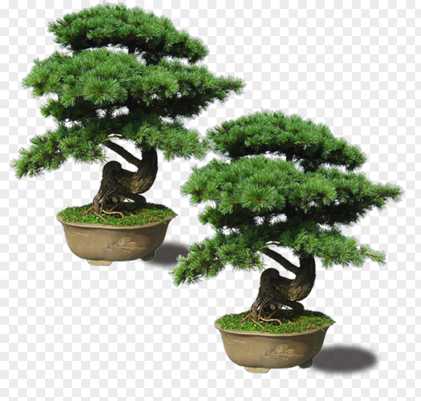 Upright Emerald Pine Bonsai Japanese Maple Pinus Thunbergii Plant PNG