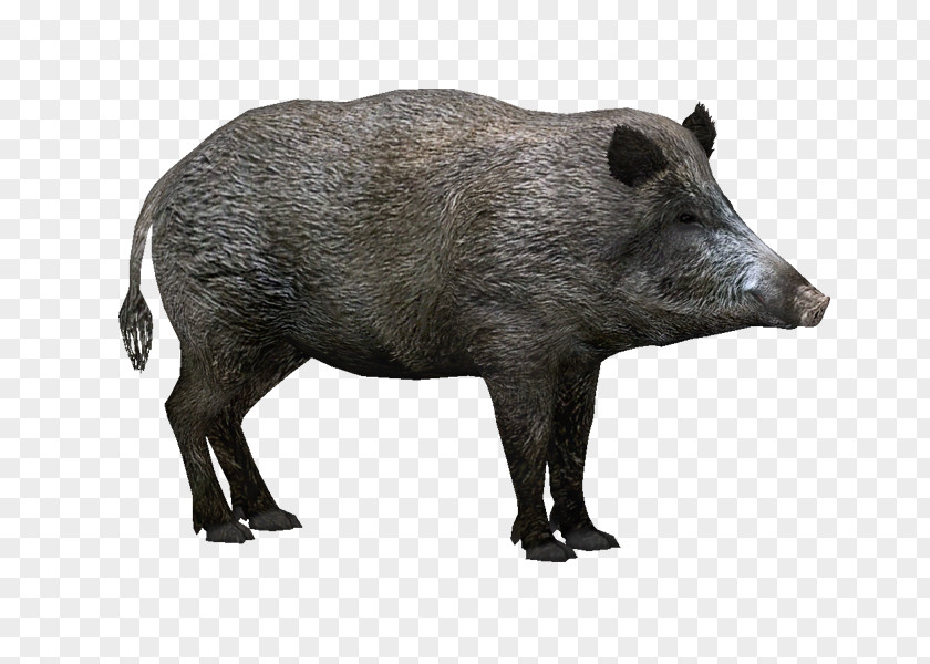 Wild Boar Zoo Tycoon 2 Hogs And Pigs Clip Art PNG