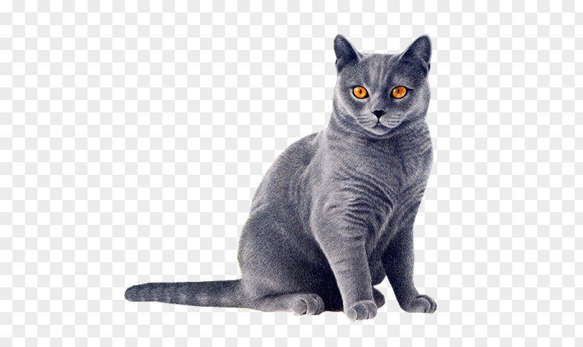 Bluestar Cats Clip Art Image American Wirehair Transparency PNG