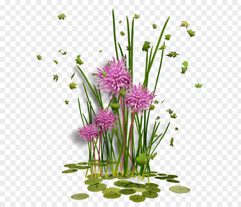 CES Flower Picture Frames Clip Art PNG