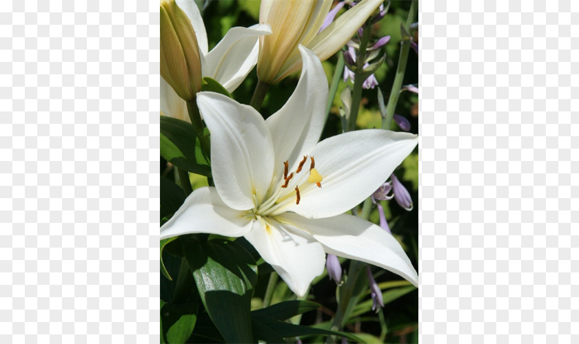 Crinum Petal Lily M PNG