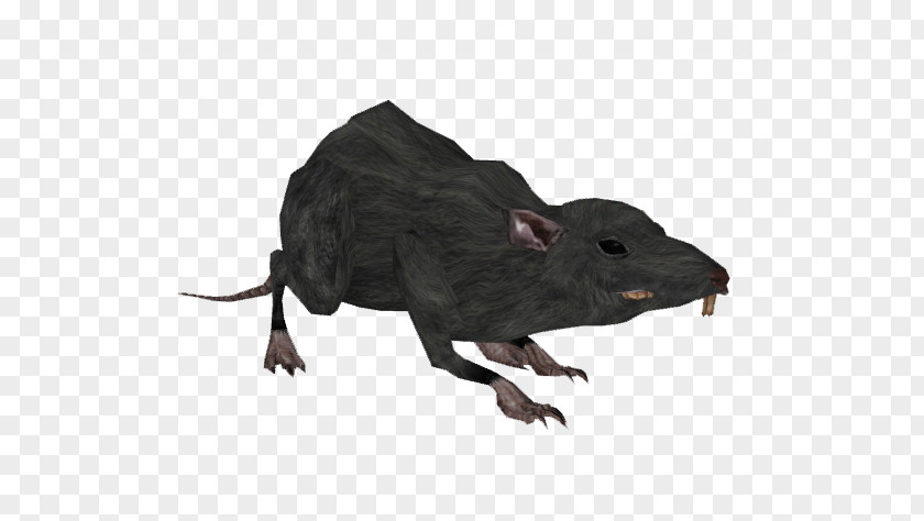 Mouse Terrestrial Animal Snout Wildlife PNG