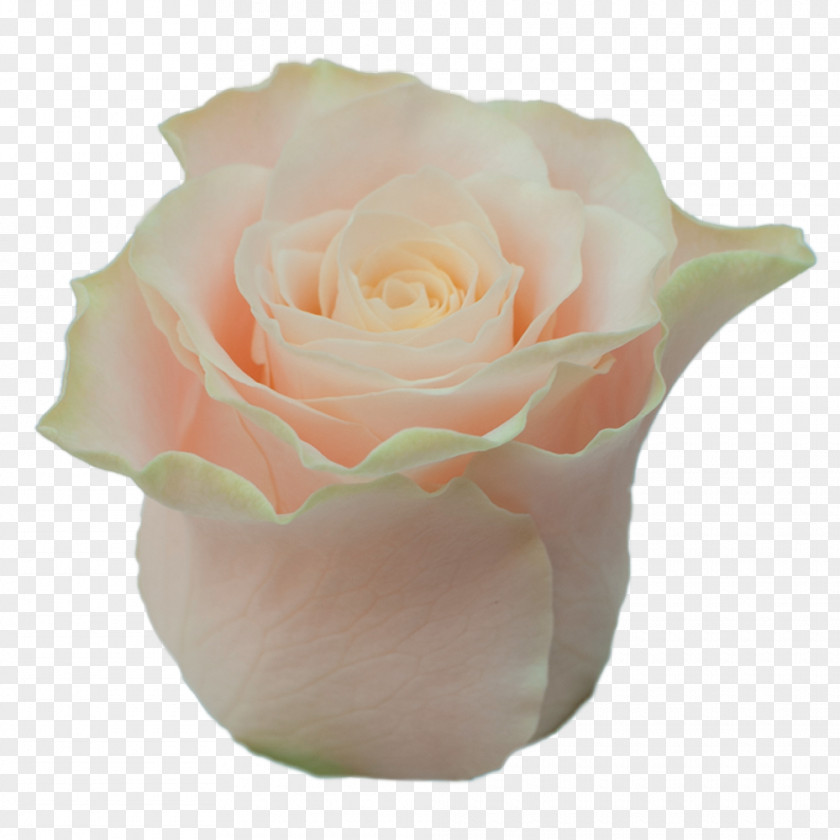 Roza Garden Roses Cabbage Rose Floribunda Cut Flowers Pink PNG
