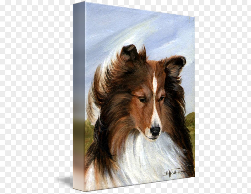 Shetland Sheepdog Rough Collie Scotch Dog Breed Old English PNG