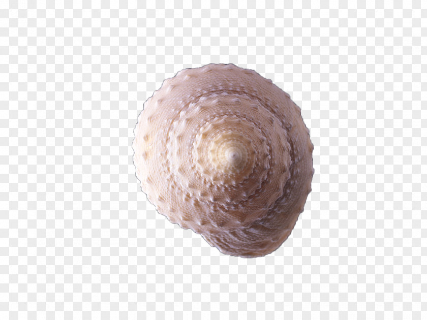 Conch Shell Cockle Spiral Sea Snail Seashell PNG