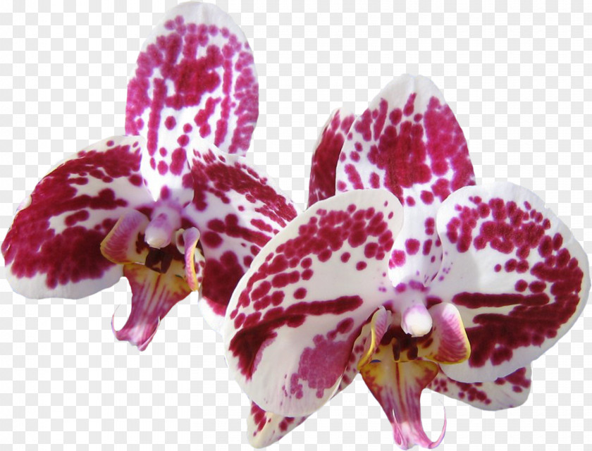 Desktop Wallpaper Orchids Computer Flower PNG