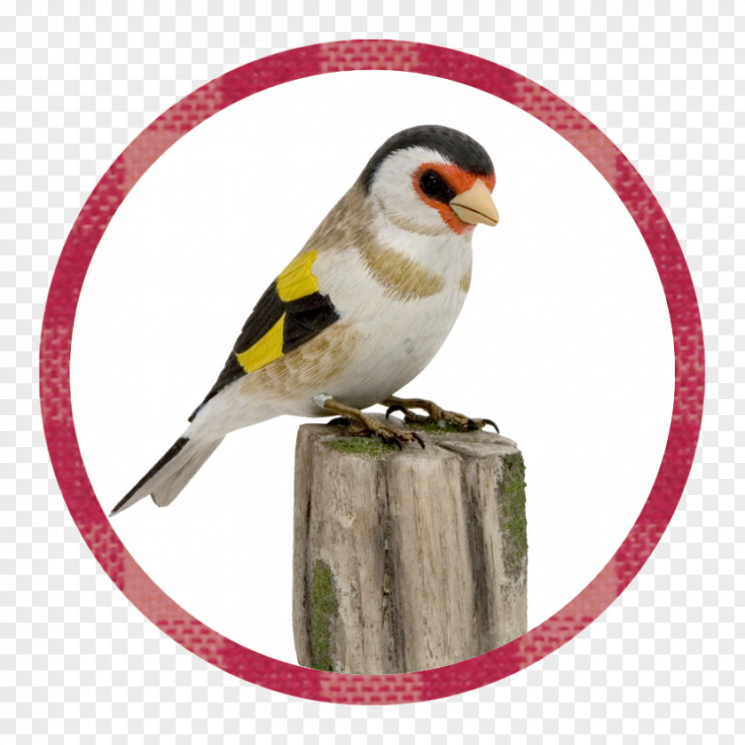 European Goldfinch Vogel Des Jahres The Siskins And New World Goldfinches Naturschutzbund Deutschland PNG
