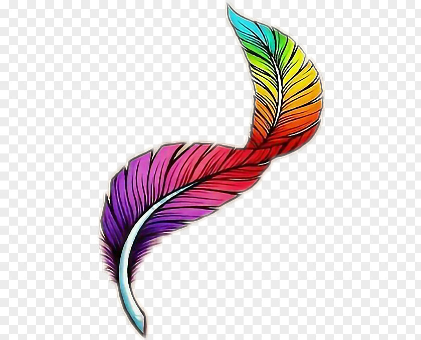 Feather Cartoon Drawing Color Plume PNG