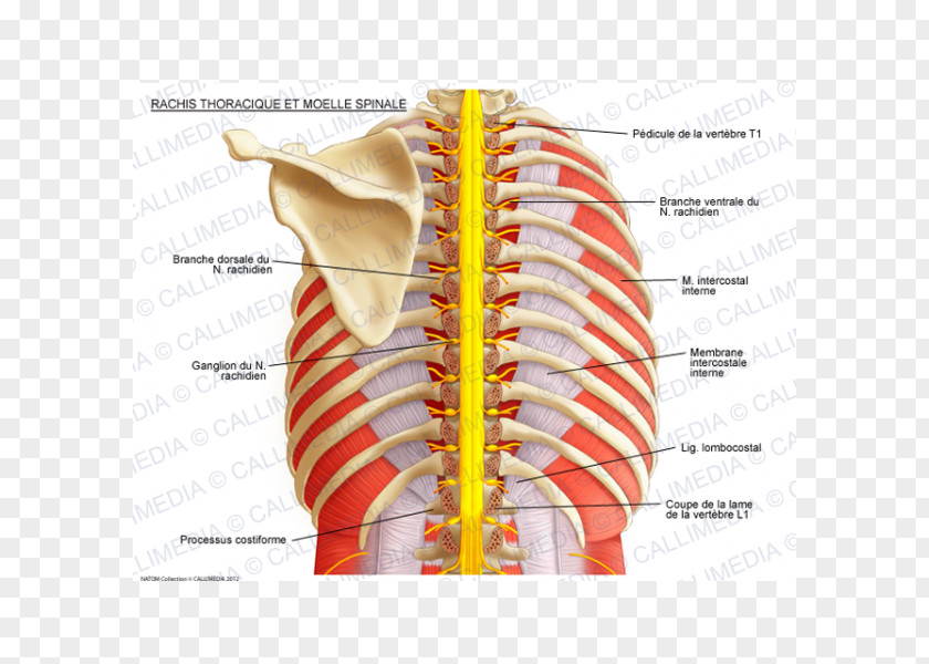 Intercostal Nerves Vertebral Column Spinal Cord Thoracic Vertebrae PNG