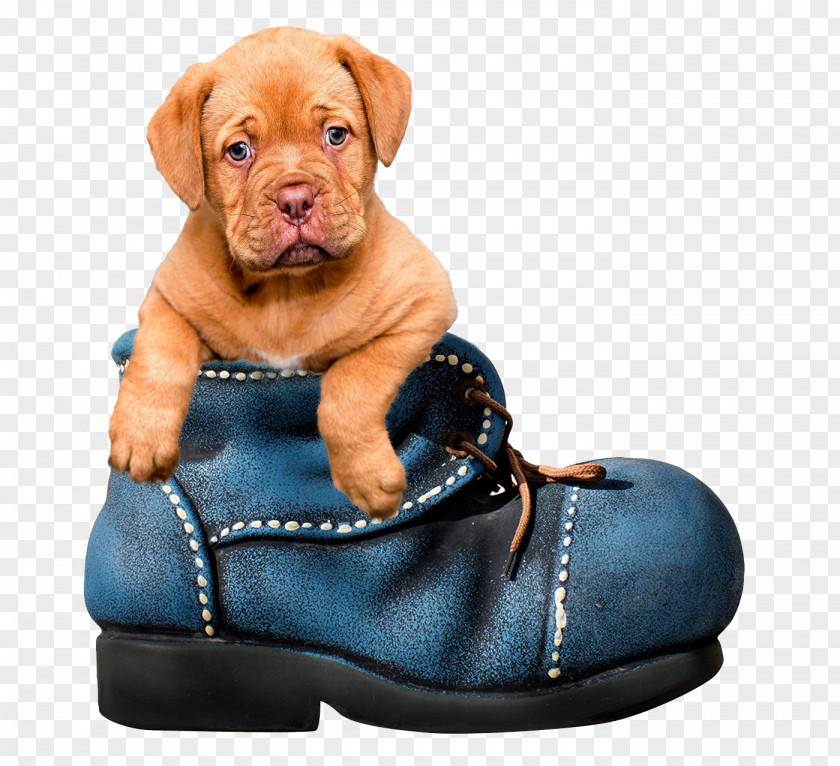 Puppy Dog Dogue De Bordeaux Bolognese Yorkshire Terrier Labrador Retriever PNG