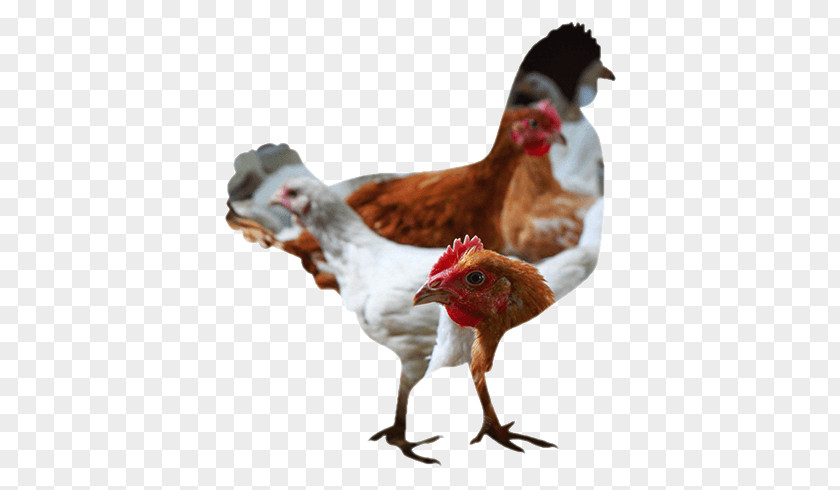 Chicken Farm Rooster Broiler Meat Poultry Farming PNG