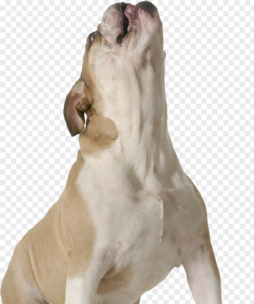 Flea Labrador Retriever Dog Breed Pet Non-sporting Group Information PNG