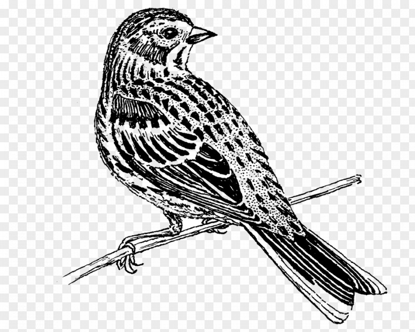 Lark Falconiformes Book Black And White PNG