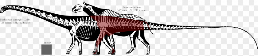 Match Land Diplodocus Tyrannosaurus Allosaurus Dinosaur Size Apatosaurus PNG