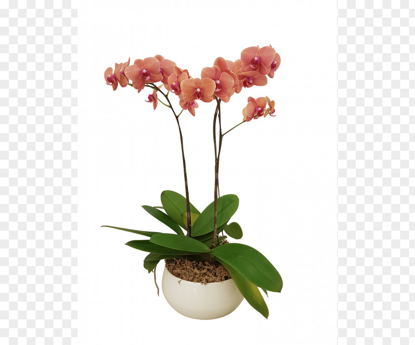 Plant Moth Orchids All About Flowerpot Cut Flowers PNG