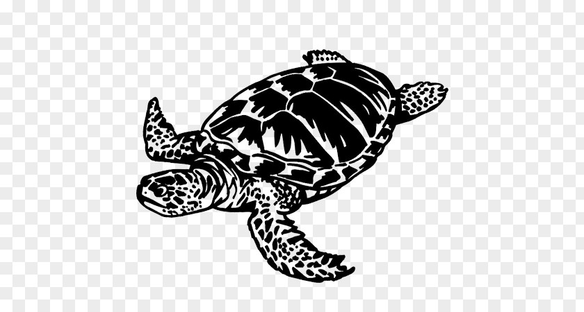 Turtle Loggerhead Sea Terrapene Home's Hinge-back Tortoise PNG