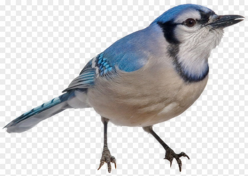 Bird Blue Jay Finches Common Chaffinch PNG