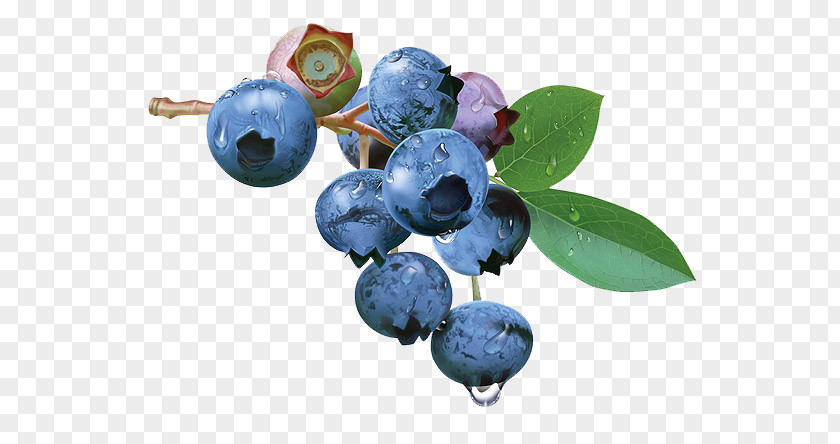 Blueberry Fruit Hand-painted Paintings Tea Bilberry PNG