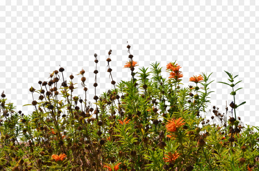Bush Wildflower DeviantArt Stock Photography PNG