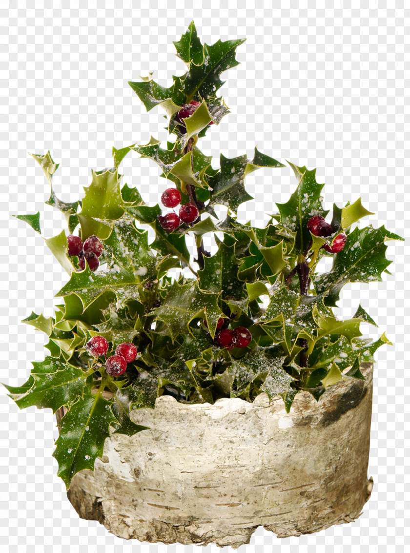 HOLLY Common Holly Stock Photography Snow Plant PNG