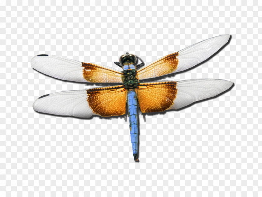 Insect Employee Assistance Program Dragonfly Psychotherapist PNG