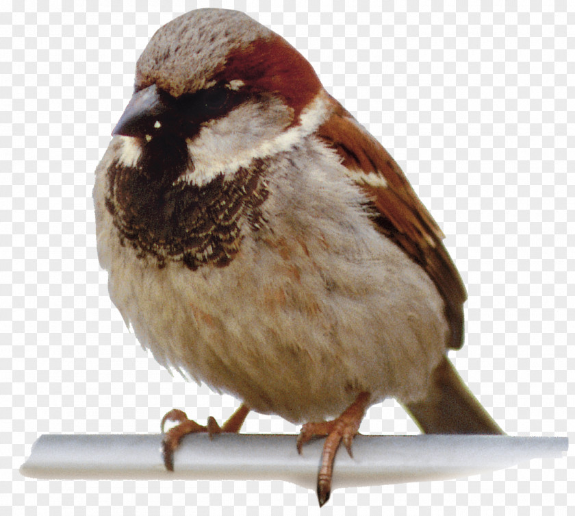 Little Sparrow Birds Animals Bird Homing Pigeon U4e16u754cu9ce5u985e Animal PNG