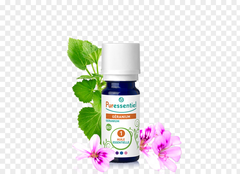 Oil Essential Cymbopogon Citratus Herb Cypress PNG