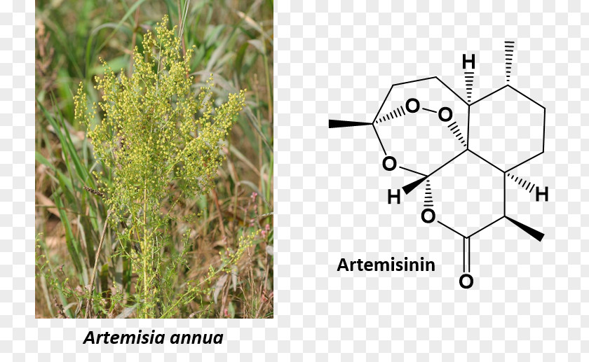 Plant Sweet Wormwood Mugwort Artemisinin Tarragon PNG