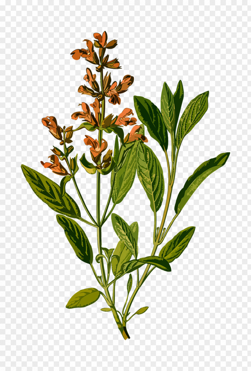 Plants Common Sage Herb Medicinal Botany PNG