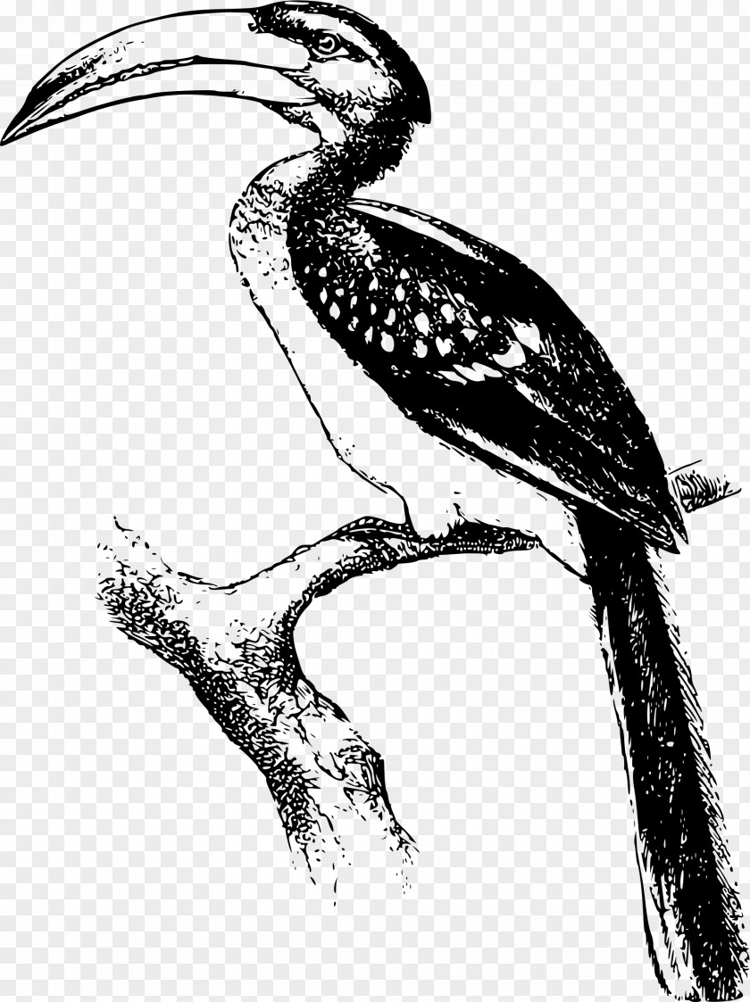 Toucan Hornbill Black And White Bird Clip Art PNG
