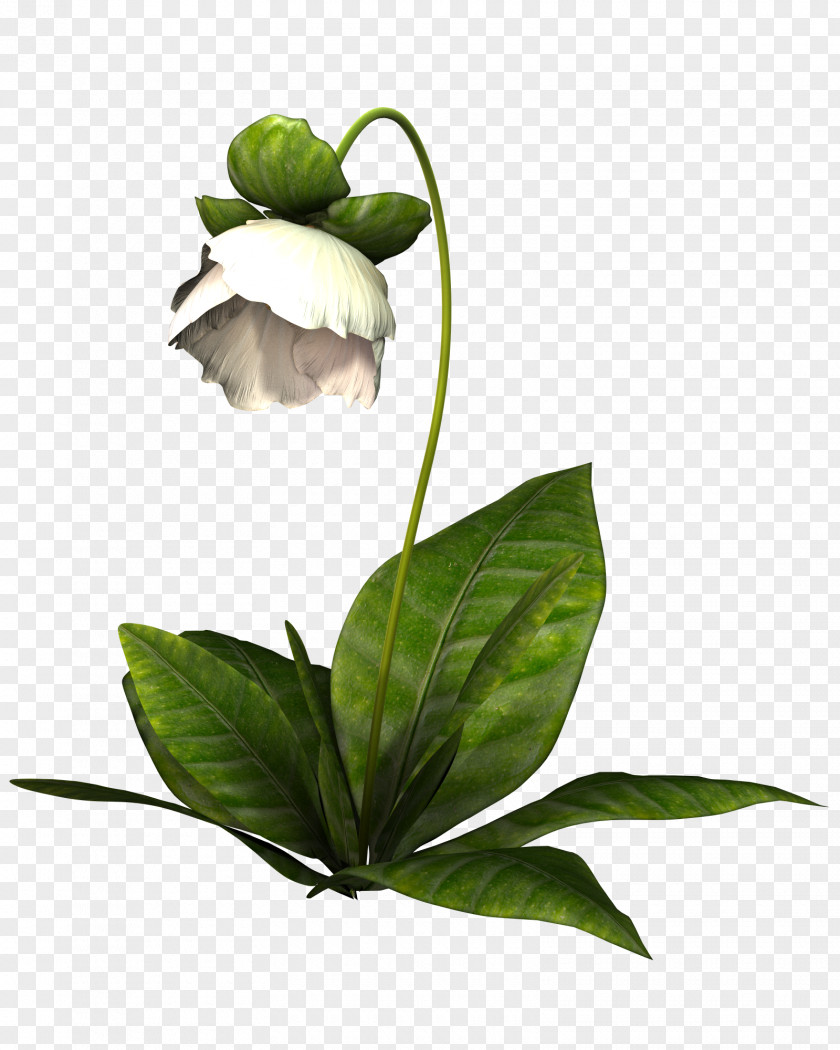 White Flowers Power Soccer ManagerZone Flower PNG