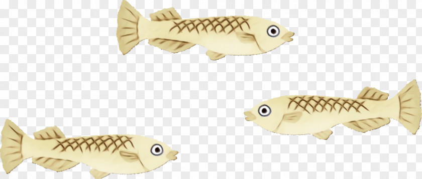 Fish Carp Bony-fish Cyprinidae PNG