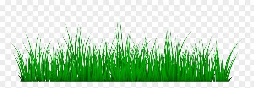 Grass Meadow Vetiver Green PNG