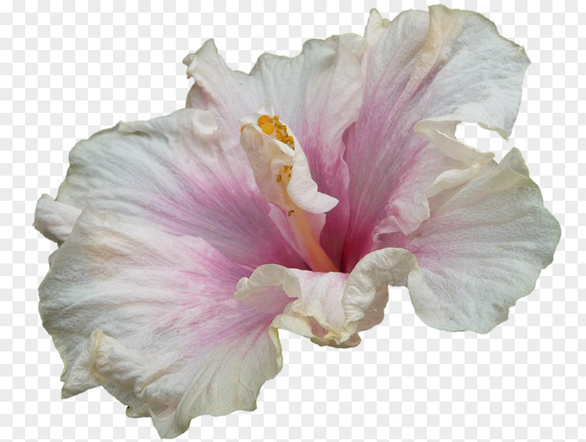 Hibiscus Clip Art PNG