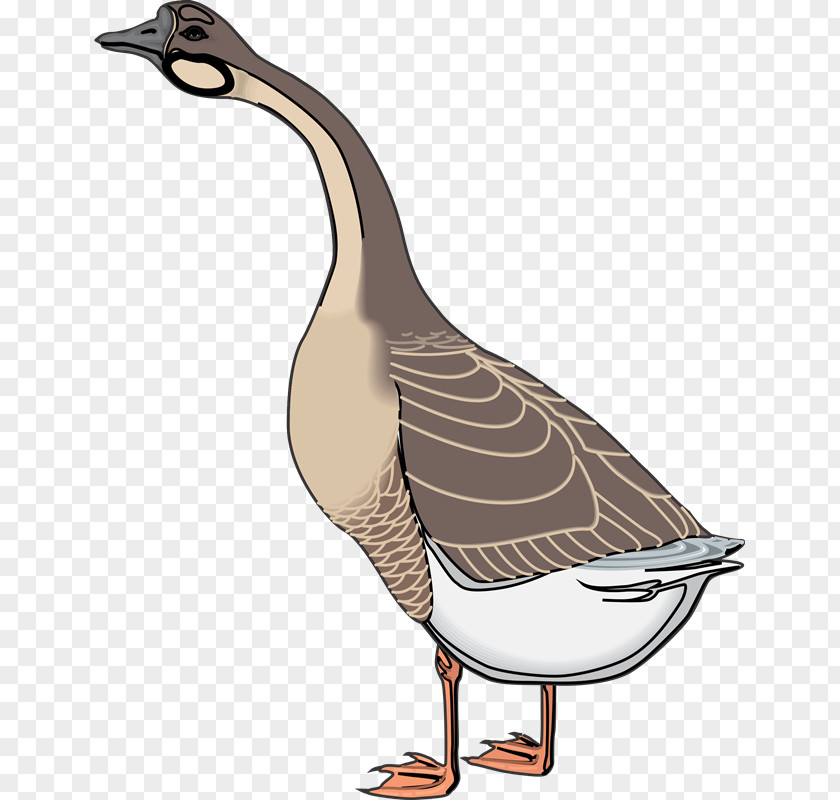 Aves Goose Ganso Duck Bird Clip Art PNG